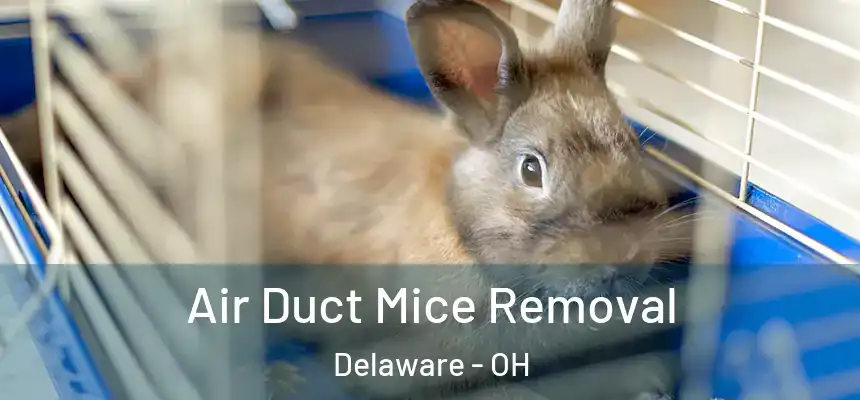 Air Duct Mice Removal Delaware - OH