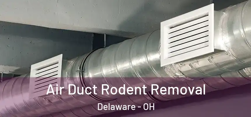 Air Duct Rodent Removal Delaware - OH
